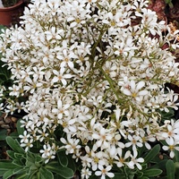 Saxifraga 'Anneka Hope'